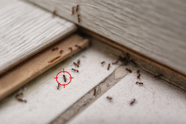 Best Local Pest Control Services  in Georgetown, CA
