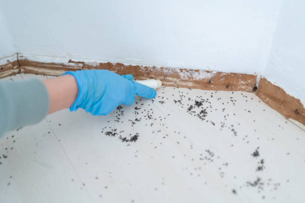 Best Best Pest Control Companies  in Georgetown, CA