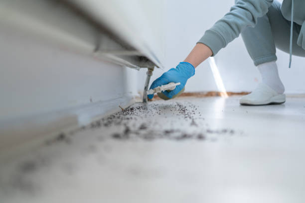 Best Spider Control Near Me  in Georgetown, CA