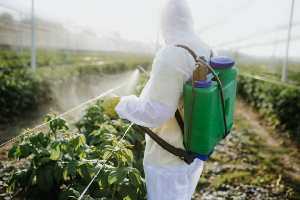 Best Termite Control Services  in Georgetown, CA